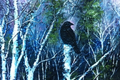 The Observer