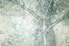Ghost Tree