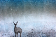 Northern Lights