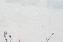 Chickadee